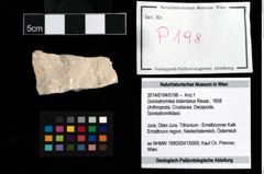 Foto (Objekt + Etikett) von Goniodromites bidentatus (Reuss, 1858)  (NHMW-GEO-2014-0194-0198)